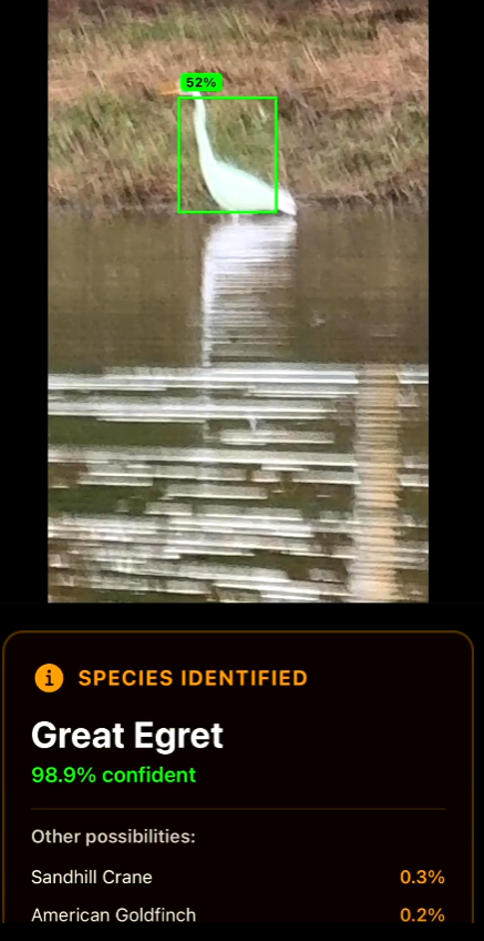 AVN detecting a Great Egret with 98.9% confidence